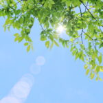木漏れ日